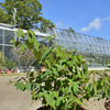 More than one million euros were invested in the construction of both greenhouses in the Alpine garden.